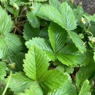 いちごの苗 お値引きしましたの画像