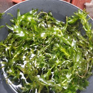 メダカ・水草・アナカリス