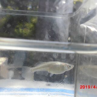 我が家のメダカ、今年も無事越冬出来元気に産卵も！ 　