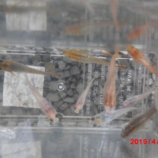 我が家のメダカ、夏に向け今年も元気に！ビオトープを作りませんか！の画像