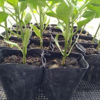 ピーマン 苗 3株200円～の画像