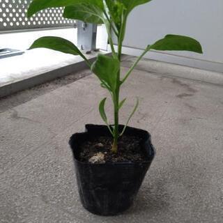 ピーマン 苗 3株200円～の画像