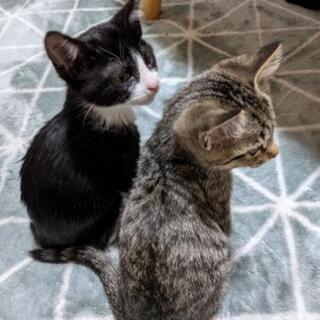 ３ヶ月の子猫２匹　男の子