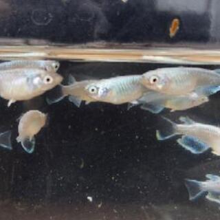 改良メダカ　プラチナミユキ