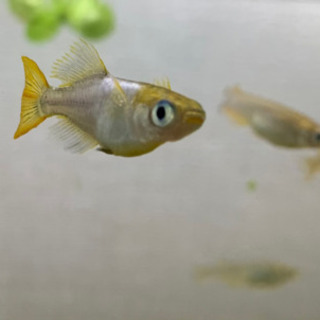 黄金光メダカ卵　10個