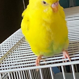 先程投稿したのですが、写真を忘れました