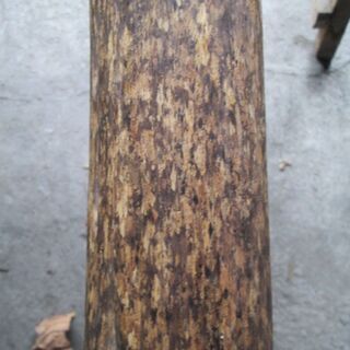 材木（材質不明）
