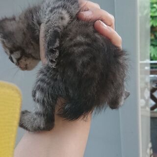 ジャパニーズボブテイルのキジトラちゃん