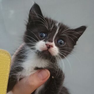 ノラクロの可愛い♀️猫ちゃん