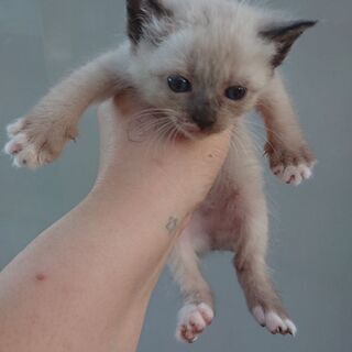 シャムミックスの♀️猫ちゃん♥️