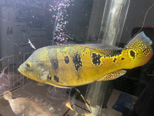 キクラ　ケルベリー　熱帯魚