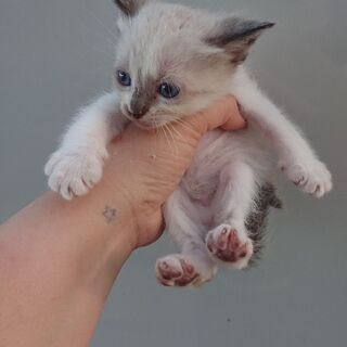 おとなしいシャムミックスの♀️猫ちゃん♥️