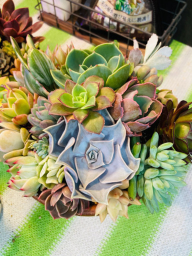 本日限定❗️母の日ギフト　寄せ植え　多肉植物