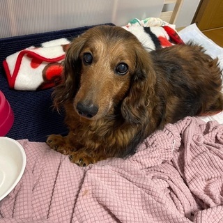 迷い犬ダックスを保護してます。
