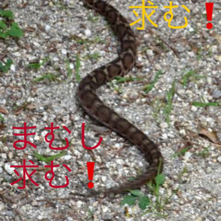 【求む】天然まむし 謝礼金あり                 ...