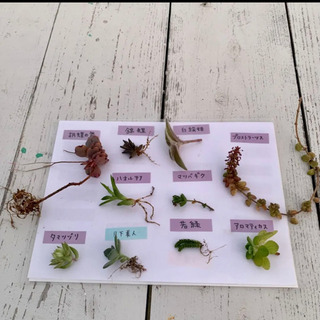 多肉植物☆おまとめカット☆10種の画像