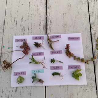 多肉植物☆おまとめカット☆10種の画像