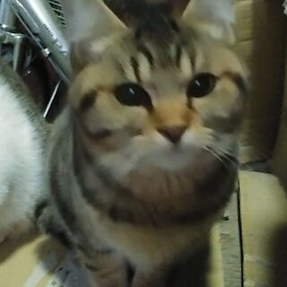 仔猫・白キジ(トライアル中) - 高島市