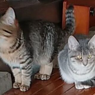 仔猫・白キジ(トライアル中) - 猫