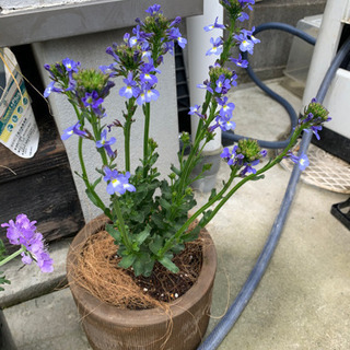 宿根ロベリア