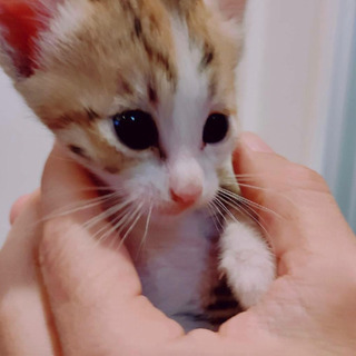 1ヶ月ちょっとの女の子 − 沖縄県