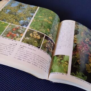 【差し上げます】1446種の樹木。気になる樹木を探しませんか?の画像