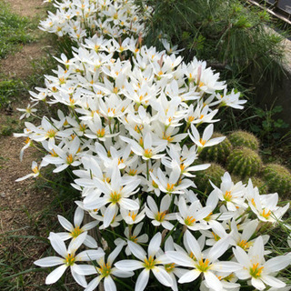 タマスダレの球根