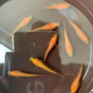 めだか販売 各種販売