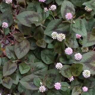 ヒメツルソバ　ポリゴナム　ポット苗　花苗　グランドカバー