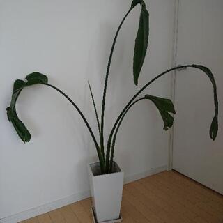 観葉植物 オーガスタ スクエア陶器鉢仕立て の画像