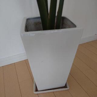 観葉植物 オーガスタ スクエア陶器鉢仕立て の画像