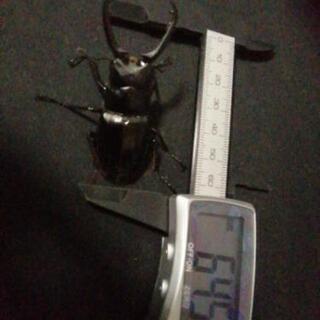 ギラファノコギリクワガタ　オス単品