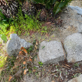 庭石2の画像