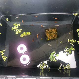 超お得！メダカ.エビ.水草.容器全て！