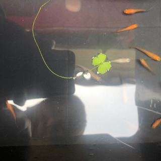 超お得！メダカ.エビ.水草.容器全て！の画像
