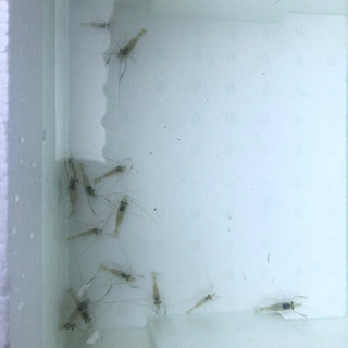 超お得！メダカ.エビ.水草.容器全て！の画像