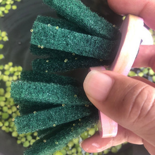 超お得！メダカ.エビ.水草.容器全て！の画像