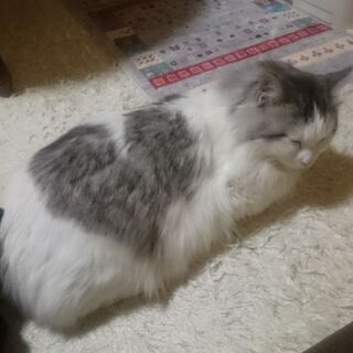 募集一時停止します