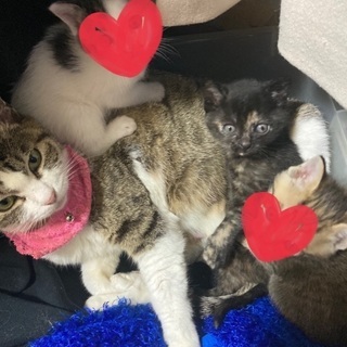 飼い主さん決まりました！