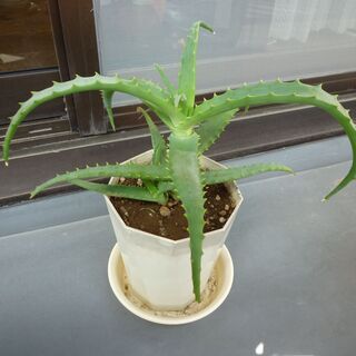 ★キダチアロエ、医者いらず、多肉植物　１鉢　高さ約３０-３５ｃｍ★