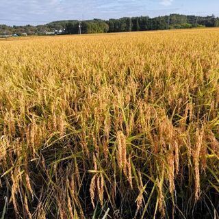 令和3年度 宮城県産 ササニシキ 玄米30kgの画像