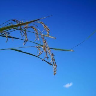 令和3年度 宮城県産 ササニシキ 玄米30kgの画像