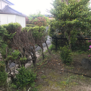 写真内の樹木あげます。