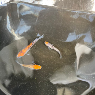 三色ラメメダカの卵(増量中)の画像