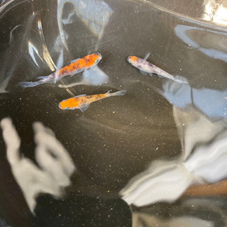 三色ラメメダカの卵(増量中)の画像