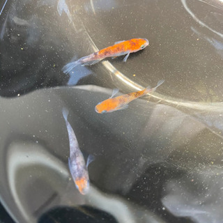 三色ラメメダカの卵(増量中)の画像
