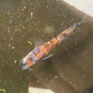 【決まりました】メダカ三色ラメ幹之　親メダカ2匹、稚魚10匹