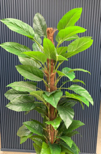 観葉植物　フェイク　大型　高さ約210cm