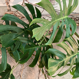 観葉植物引き取り