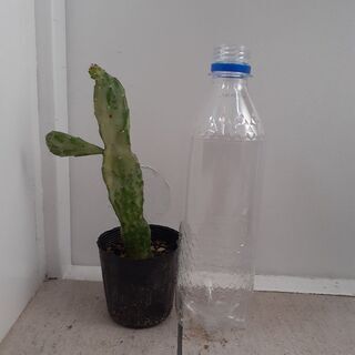 サボテン中の画像